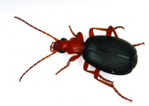 Brachinus_spPCCA20060328-2821B