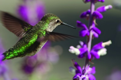 de natuur