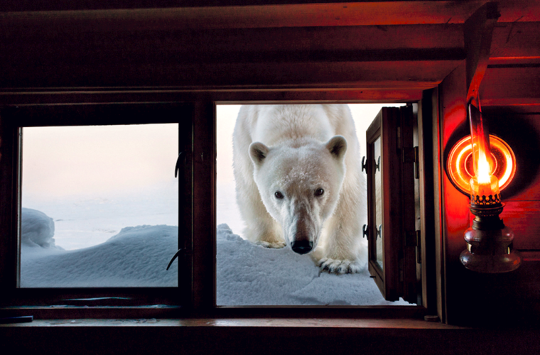 paul nicklen