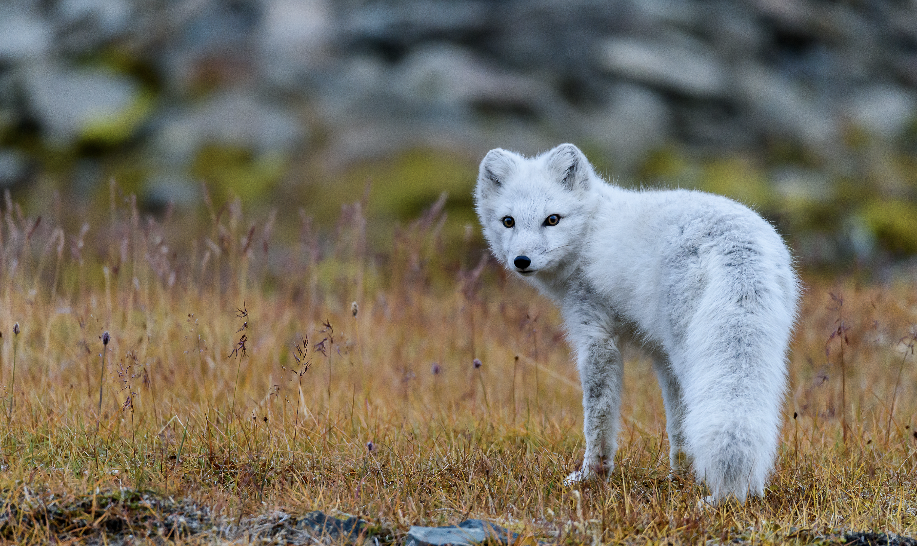 Spitsbergen vos