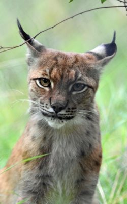 lynx