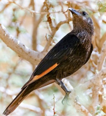 Desert Tristramic (Tristram Starling) female perched on tree branch. Judean Desert, Israel.