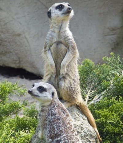 Close-up of two nosey meerkats looking around