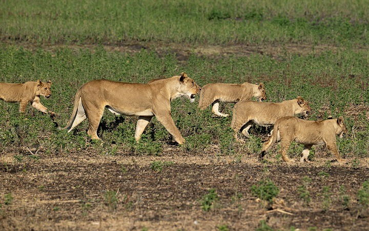 Zambia